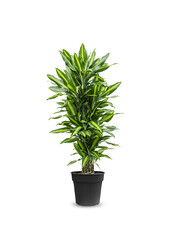 Dracaena Cintho ramifié L
