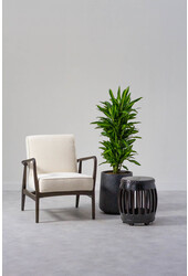 Dracaena Cintho ramifié L