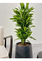 Dracaena Cintho ramifié L