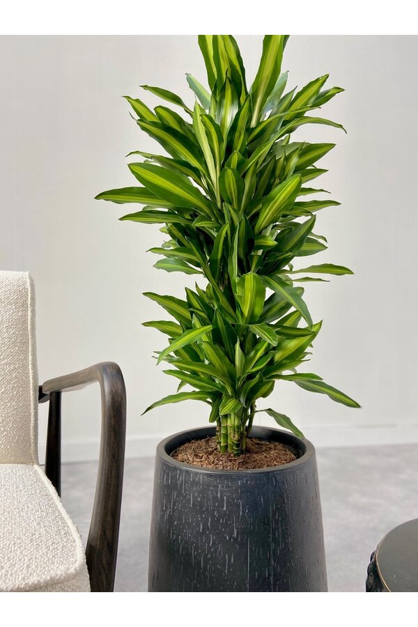 Dracaena Cintho ramifié L