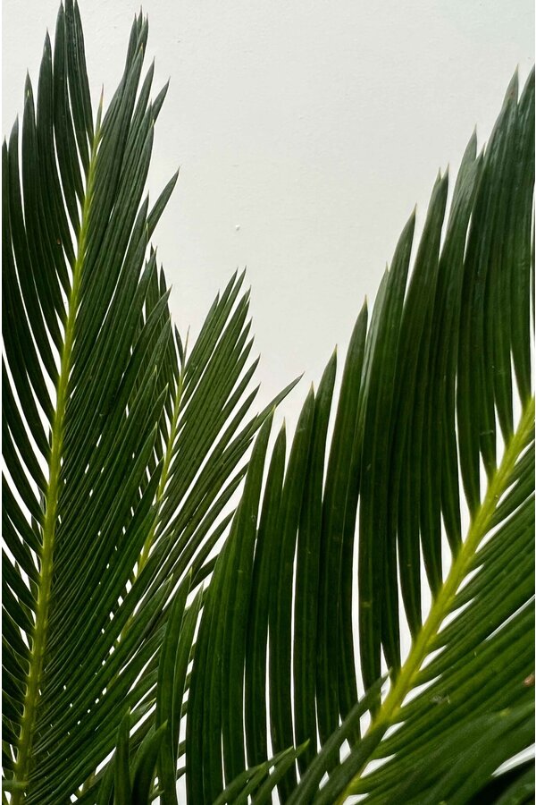 Cycas M