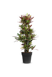 Croton Arbuste Merveilleux Mammi