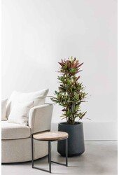 Croton Arbuste Merveilleux Mammi