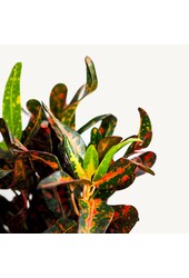 Croton Arbuste Merveilleux Mammi