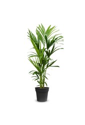 Palmier Kentia S