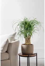 Beaucarnea Pied d'éléphant ramifié M