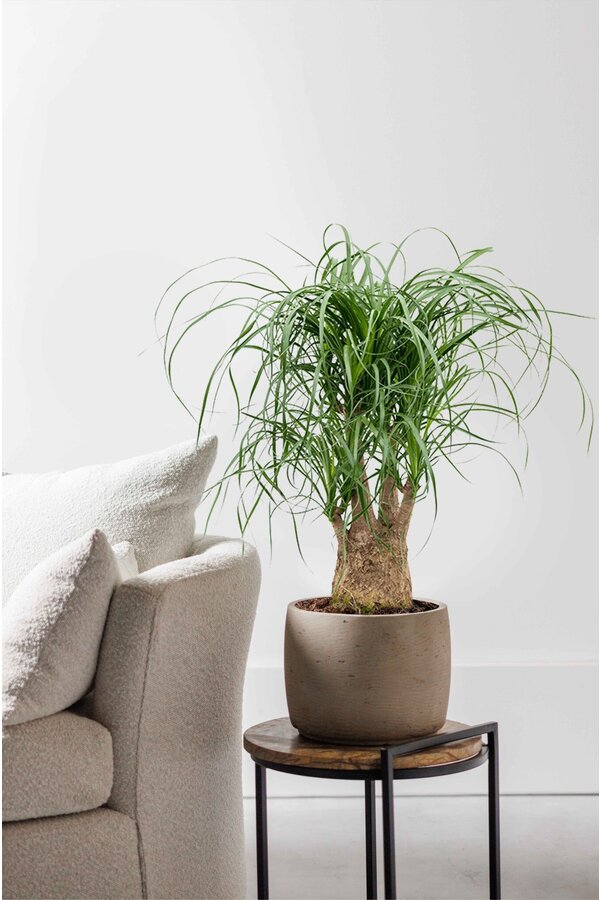 Beaucarnea Pied d'éléphant ramifié M