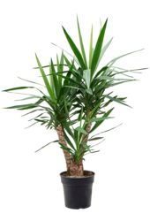 Lis de palmier Yucca ramifié L