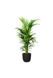 Kentia Palm in Bol Pot