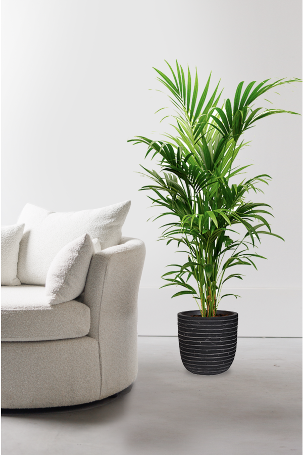 Kentia Palm in Bol Pot