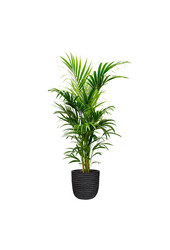 Kentia Palm in Bol Pot