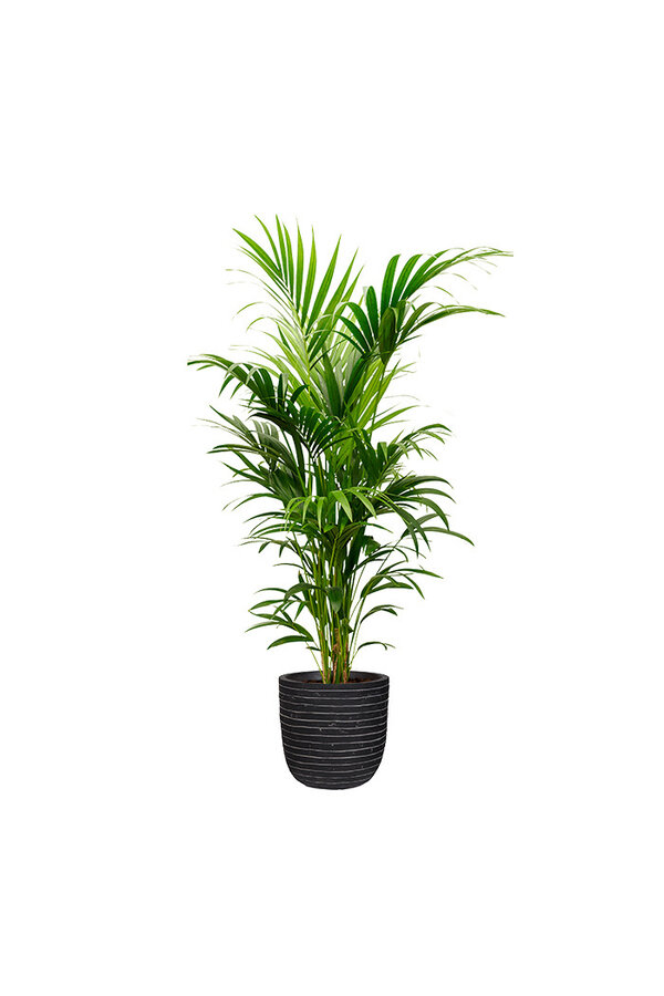 Kentia Palm in Bol Pot