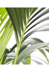 Kentia Palm in Bol Pot