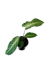 Xanthosoma Lindenii