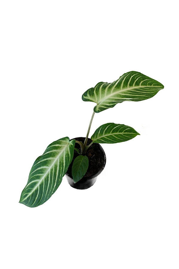 Xanthosoma Lindenii