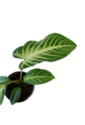 Xanthosoma Lindenii