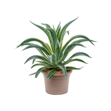 Agave