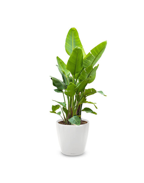 Lechuza Lechuza | Strelitzia