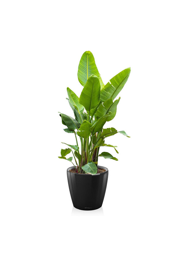 Strelitzia Kingsize in Zelfwatergevende Classico