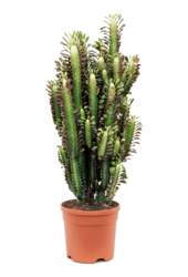 Euphorbia trigonia Rubra