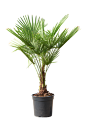 Trachycarpus palmier éventail S