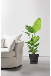 Strelitizia nicolai dans un pot greenville