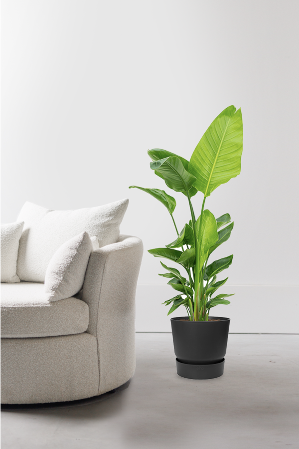 Strelitizia nicolai dans un pot greenville