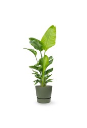 Strelitizia nicolai dans un pot greenville