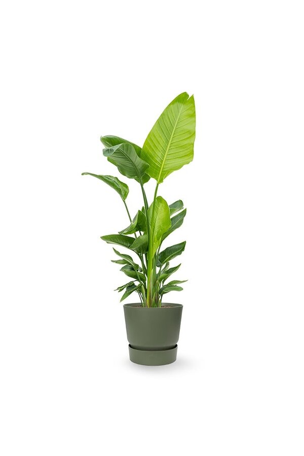 Strelitizia nicolai dans un pot greenville