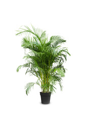 Palmier doré Areca XXXL