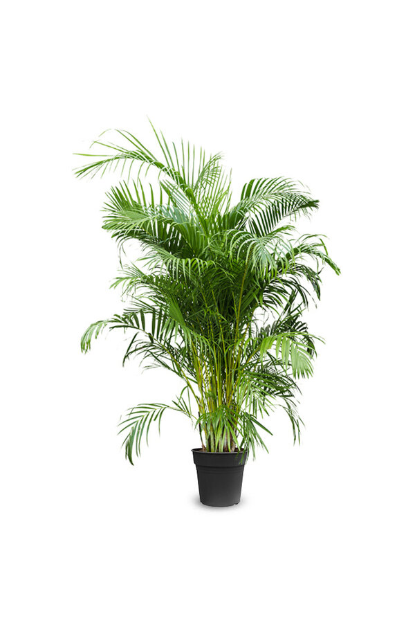 Palmier doré Areca XXXL