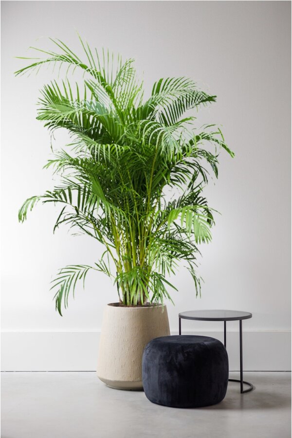Palmier doré Areca XXXL