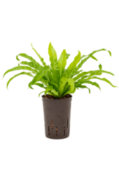 Hydroplante Asplenium antiquum