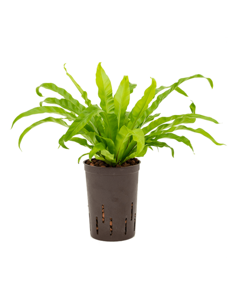 Hydroplante Asplenium