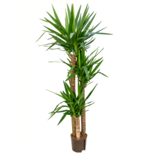 Hydroplant Yucca