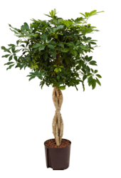 Hydroplant Schefflera arboricola