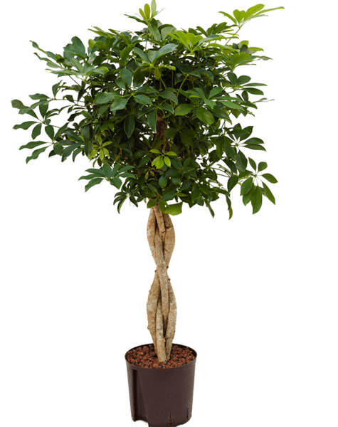 Hydroplant Schefflera