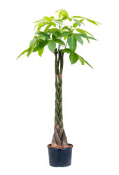 Hydroplante Pachira aquatica