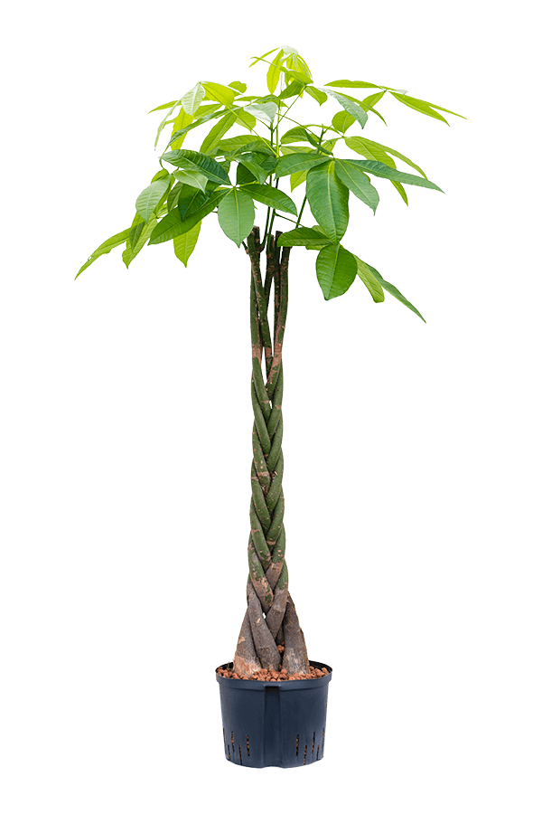 Hydroplante Pachira aquatica