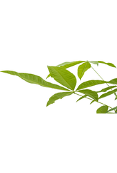 Hydroplante Pachira aquatica