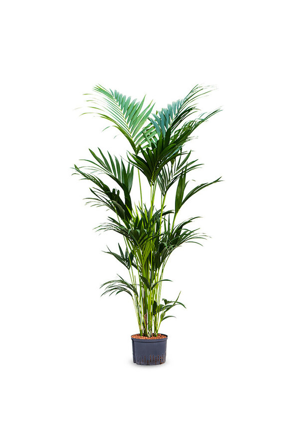 Hydroplant Kentia (howea) forsteriana