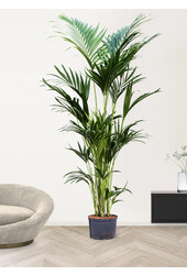 Hydroplant Kentia (howea) forsteriana
