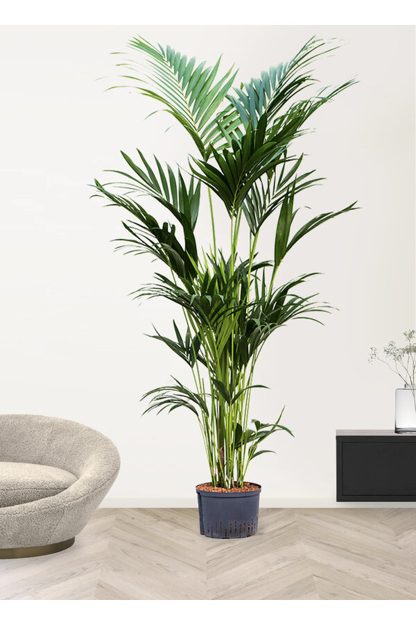 Hydroplant Kentia (howea) forsteriana