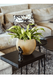 Boule d'Or Rainurée