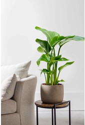 Strelitzia Nicolai