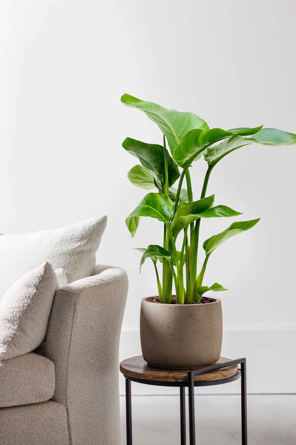 Strelitzia Nicolai