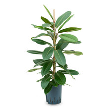 Ficus