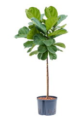 Hydroplant Ficus Lyrata