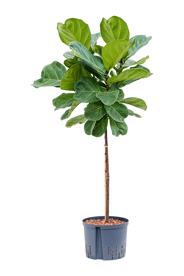 Hydroplant Ficus Lyrata