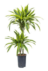 Hydroplante Dracaena lemon lime